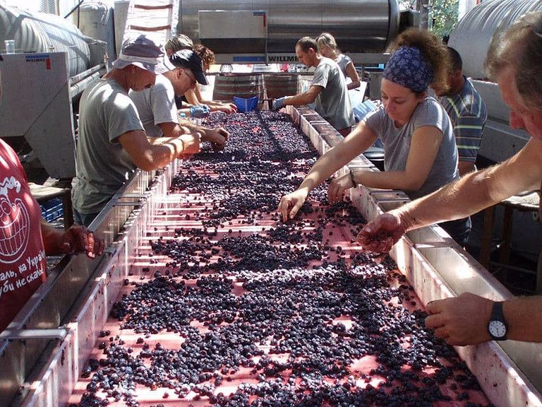 men and women selecting black grapes on conveyor belt at 'Domaine Sigalas' facilities