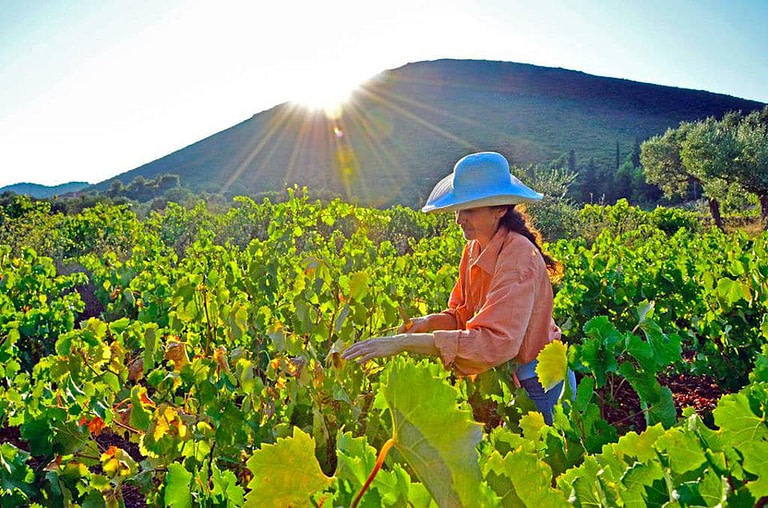 young woman picking black grapes in 'Goumas Estate' vineyard on the sunshine day