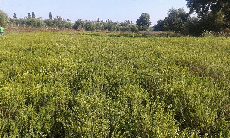 oregano crops at 'Anthoiama' and trees in the background
