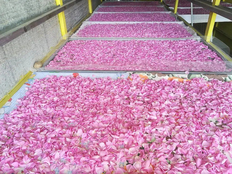 pink roses flowers drying on the raffia frames at 'Aroma Farms' facilities