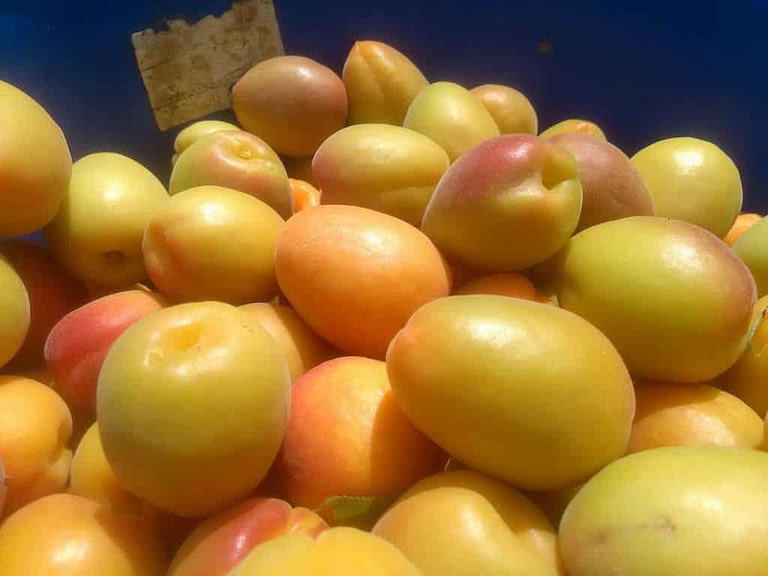 apricots on top of each other at 'Drupes' company