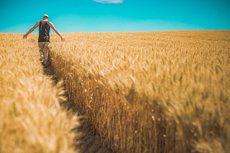 tourist walking in ripe wheat fields and Greece Prepares Agrotourism Strategy