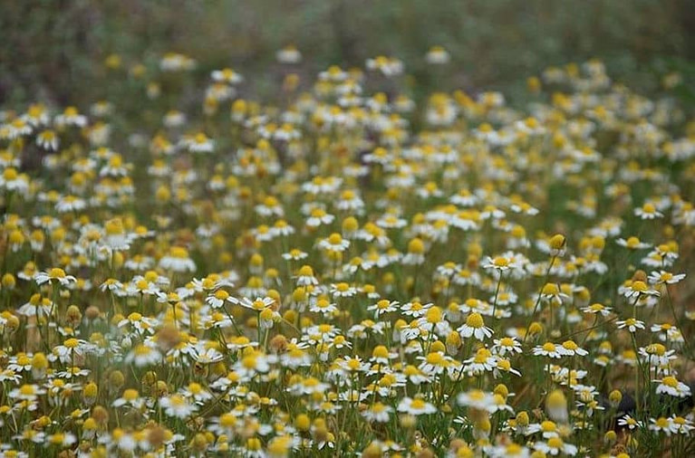 view up close of 'Cretian Feast' chamomile crops with flowers