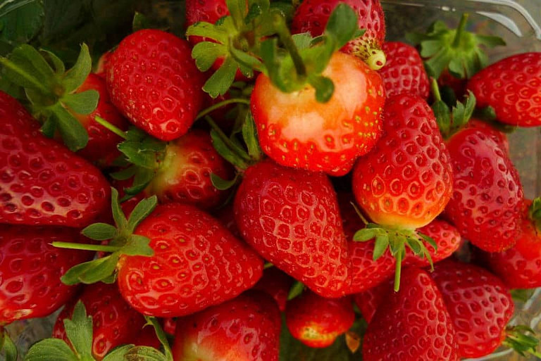 fresh strawberries at 'Karamanos Farms'