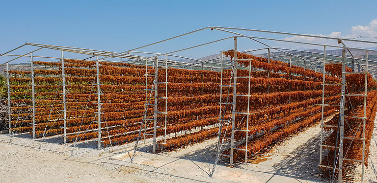 bunches of grapes drying on the metal frames in the sun at Yiayia’s Tastes