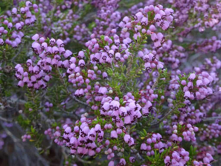 close-up of bushes of purple flowers at 'Athanasopoulos Farm'