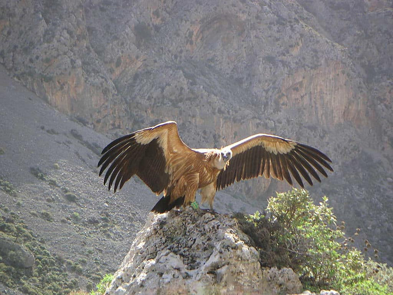eagle opens her wings to fly from the top of the mountain to the Country Hotel Velani