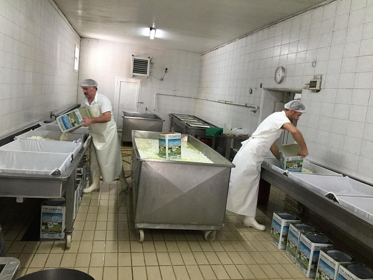two men οoverturning tins with milk into tanks for cheese stewing at Siafarikas Dairy plant
