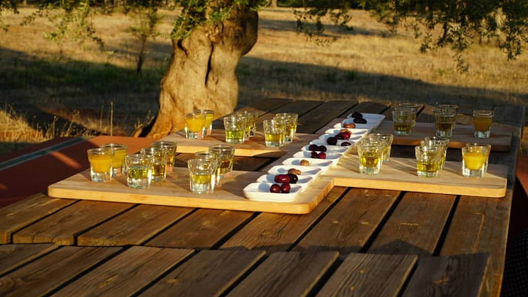 ceramic bowls with pickled olives and glasses of olive oil on the wood table in the shade of the olive tree at 'Eumelia'