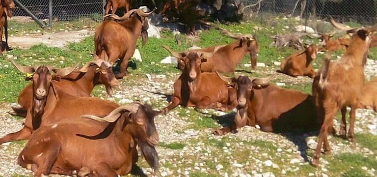 a group of goats of Skopelos from 'Agroktima Aiga' farm resting on the ground