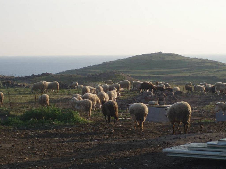 a group of sheeps from 'Vasilas Dairy' farm grazing on grass in the background of mountain
