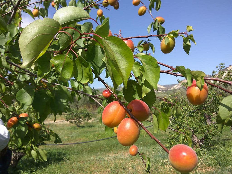 branches of apricots at 'Drupes' crops