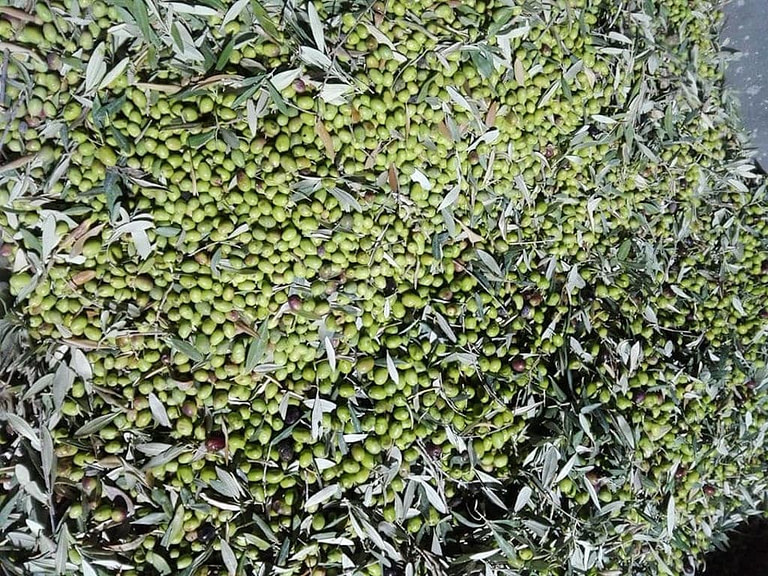 fresh green olives with leaves from 'Eirini Plomariou' company