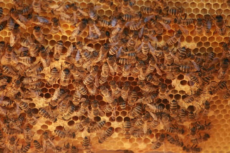 hive with bees at Bioporos