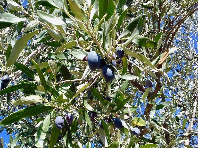branch with black olives at Bläuel Greek Organic Products