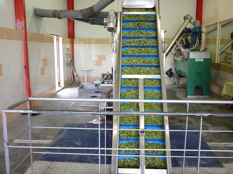 conveyor belt with green olives working at 'AENAON' olive oil plant