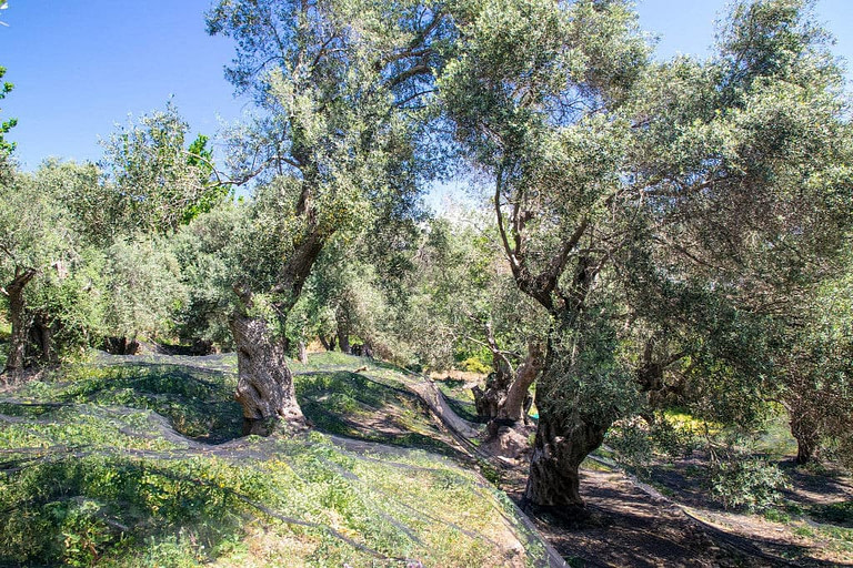 olive trees with green raffia laying on the ground at 'Pamako'