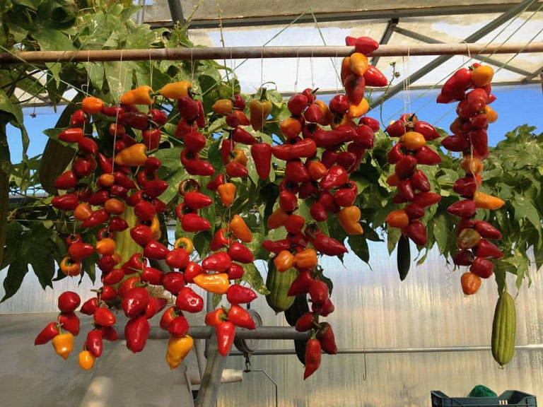 red peppers strunging on a string and hunging on a wooden bar in 'Kamarantho' greenhouse