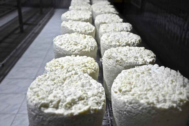 Close-up of two rows of round Greek ‘Malaka’ soft cheeses