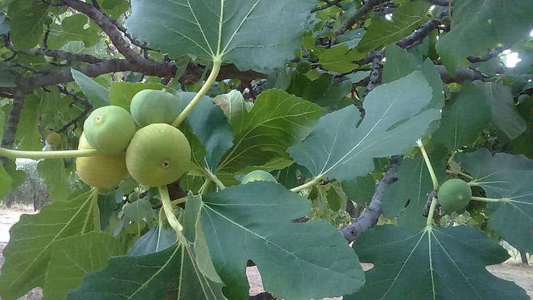 fig tree branches with ripe fruits at 'Ktimata Moschouta'