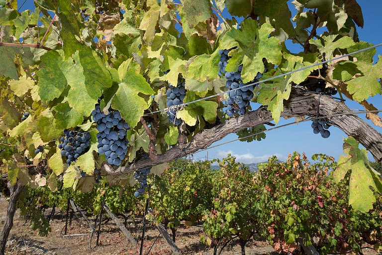 'Vakakis Winery' vineyards full of bunches of black grapes