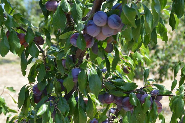 branches with black prunes at 'Gripioti Farm'