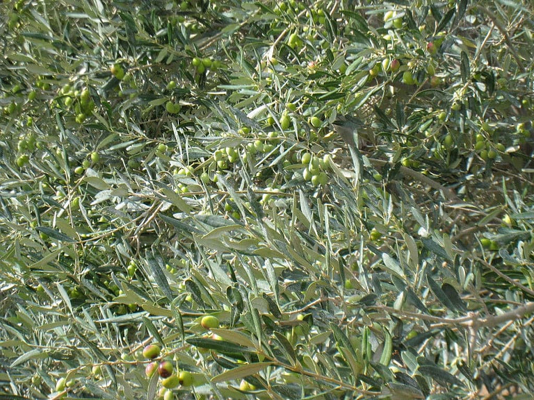 branches of olive trees with unripe olives at 'Kamarantho' crops
