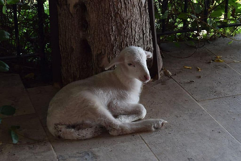 a little lamb on the ground near the tree at Bioporos