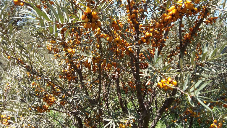 upper part of tree with ripe sea buckthorns at 'Elixirio' crops