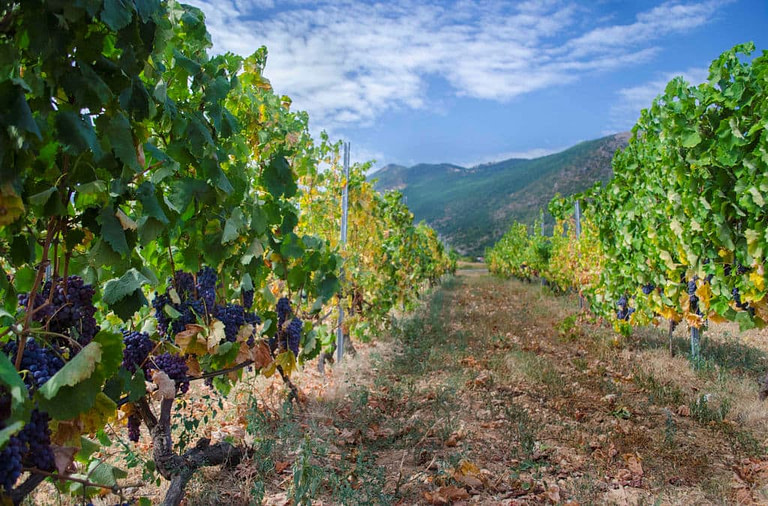 Vegoritis Winery vineyards full of bunches of black grapes
