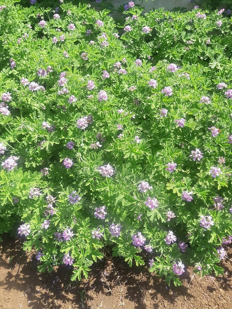 arbaroriza (Pelargonium odoratissimum) crops with flowers at 'Filevia'