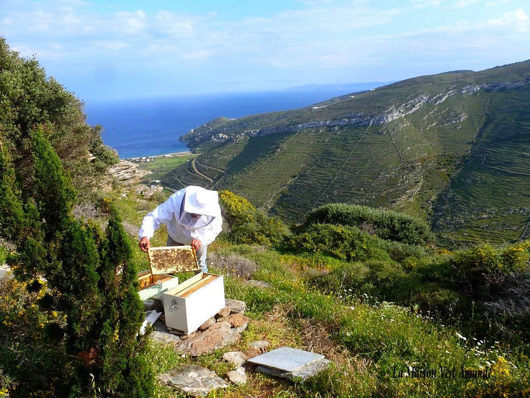 beekeeper holding honeycomb panel with bees on top of bee hive at 'La Maison Vert Amande' surrounded by green grass and mountains