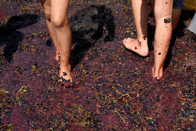 close-up of two tourists stepping on grapes at 'Wisdom of Nature'