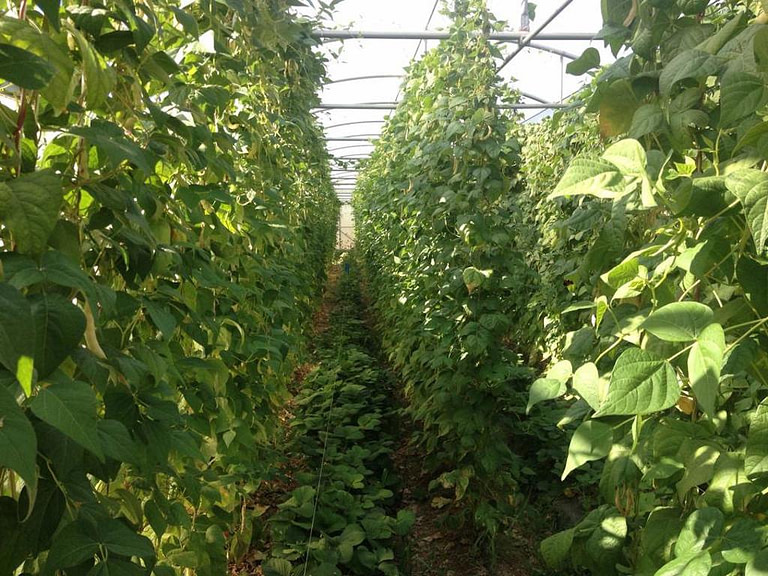 green beans crops in the Perivolaki greenhouse