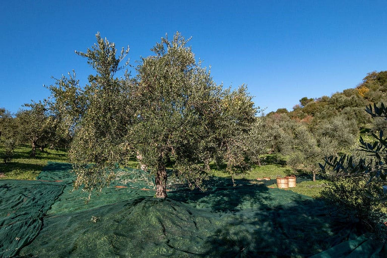olive tree surrounded by green raffia on the ground at 'Greek Pony Farm' crops