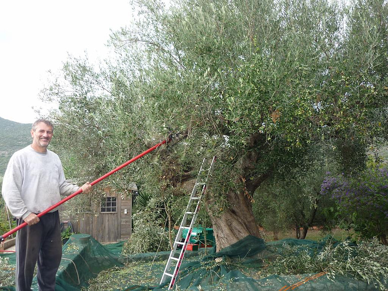 Man smiling on the camera and picking olives from tree using olive harvester at Evonymon garden