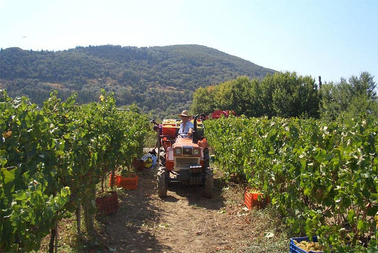 a man driving the tractor between two rows of vines and carrying crates of grapes into 'Lefkaditiki Gi' vineyards