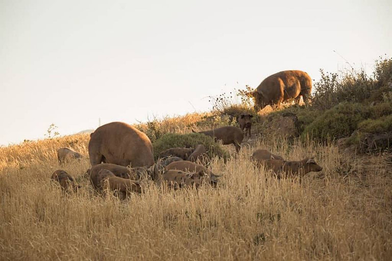 two pigs with their babies grazing on dry grass at 'Vavourakis Farm'