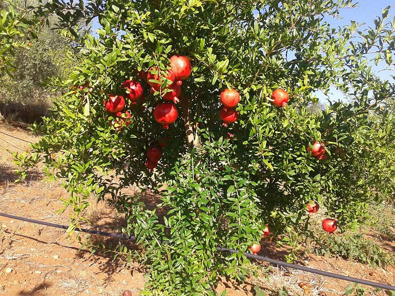 pomegranate tree with fruits at 'Pom Star' crops