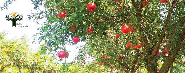 upper part of pomegranate tree with ripe pomegranates at 'Ktima Cheimonidi' crops