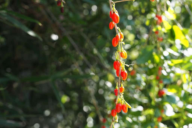 Goji berry tree branches with red fruits at 'GFP Grigoriou Family Products' crops
