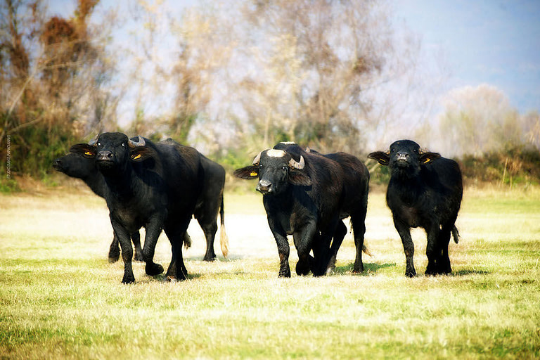 a group of buffalos running in nature at 'Bekas Family Farm'