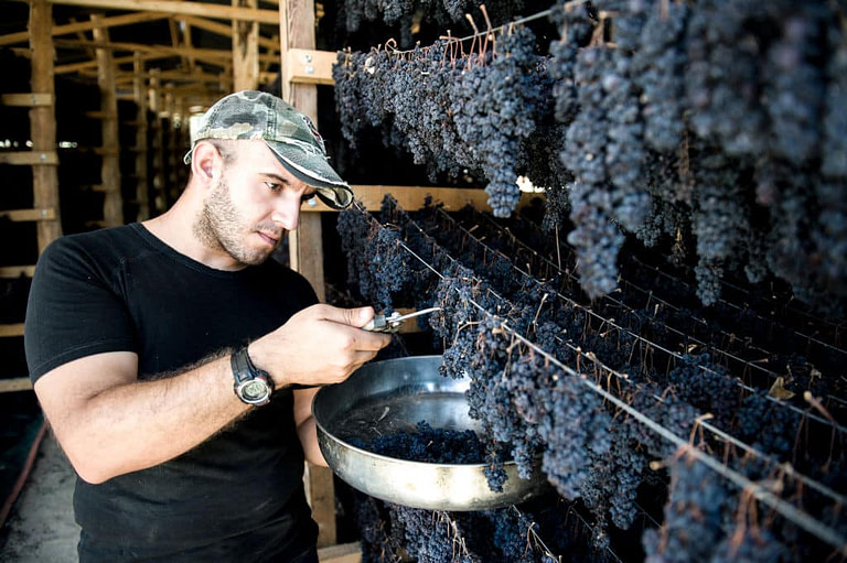 man with scissors cutting bunches of dry black grapes hanging from the cords for drying at 'Golden Black' crops