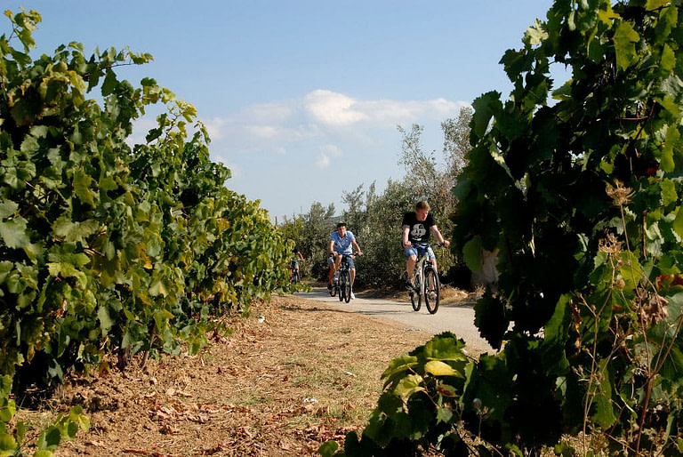 two kids running with the bicycles between the rows of vines at 'Wisdom of Nature'