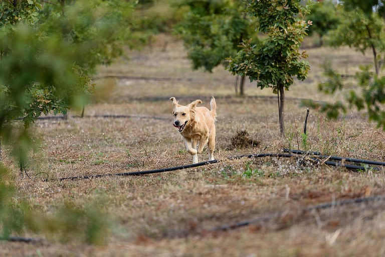 white dog walking in the row of tree crops of 'Dryas Greek Truffle'
