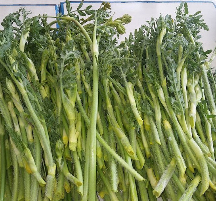 close-up of cutted fresh Greek ‘Kalfa’ is a green that has the appearance of thick, long stalks of asparagus