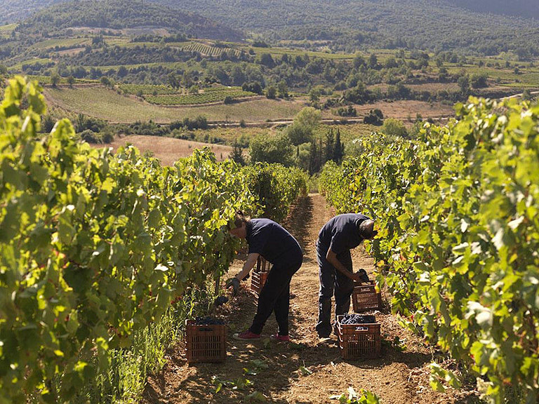 two men picking grapes in 'Strofilia winery' vineyards in the buckround of trees, vineyards