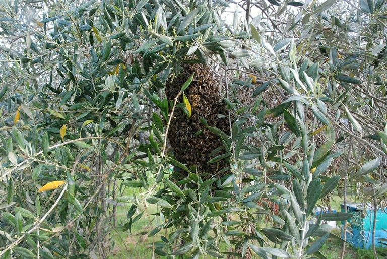 close-up of bees' nest on the branch of olive tree at 'The Bear's Honey'