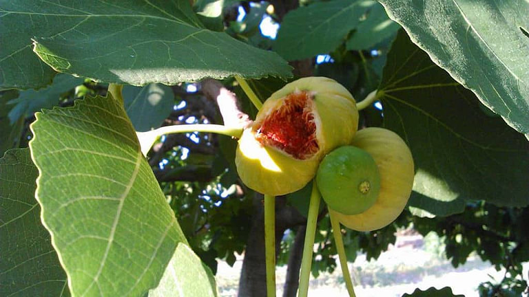 view up close of ripe figs on the tree from 'A Figs Co' crops