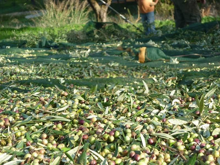 olives and leaves on the raffia from 'Lithies Organic Farm'